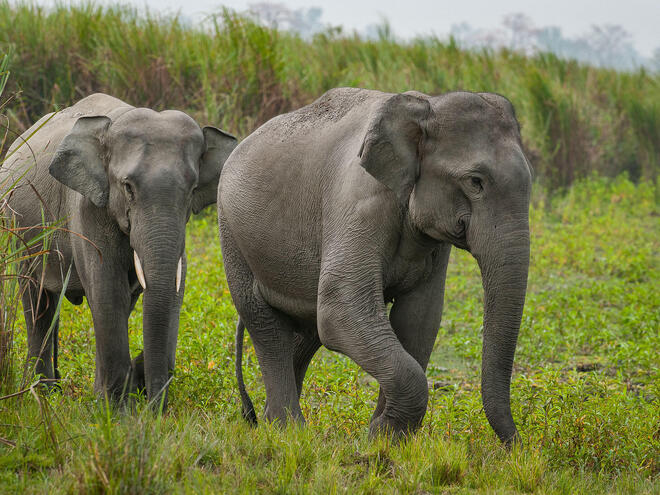 Asian elephant (Elephas maximus) in Kaziranga National park.