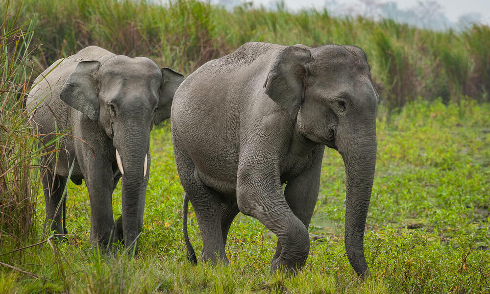 Asian elephant (Elephas maximus) in Kaziranga National park.