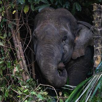 An Asian elephant pokes its head through tree branches in Malaysia