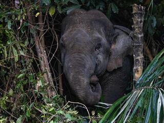 An Asian elephant pokes its head through tree branches in Malaysia