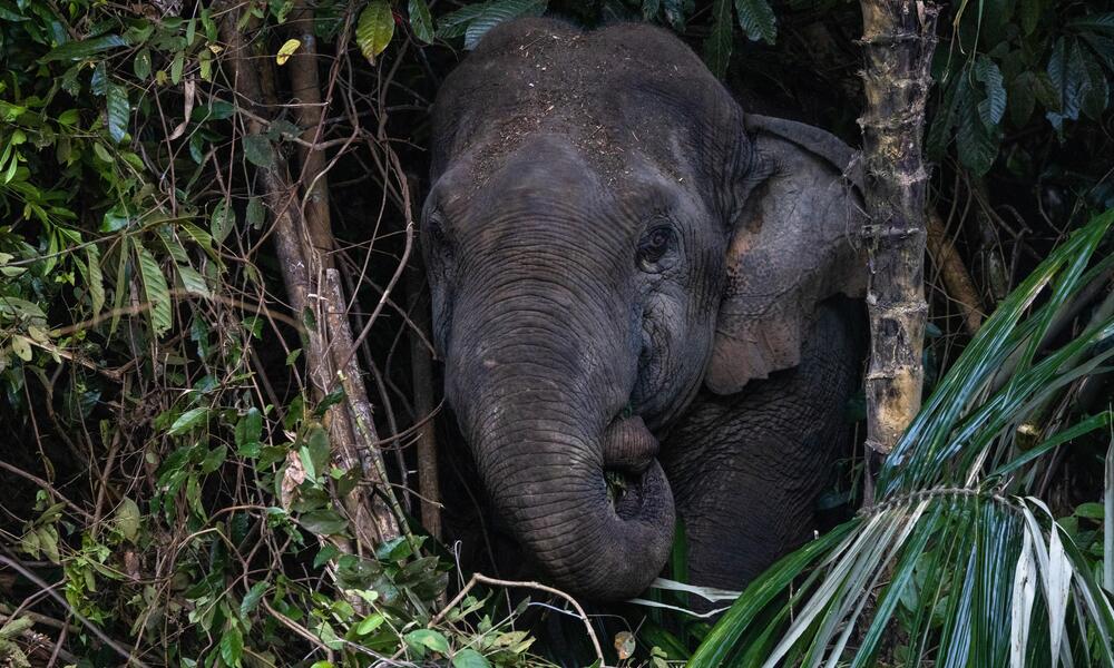 An Asian elephant pokes its head through tree branches in Malaysia