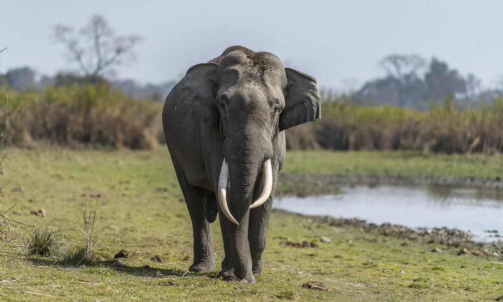 One adult male Asian elephant with large tusks walks along grassy ground with water and tall grasses in the background