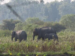 three elephants walk among the grasses in Assam India