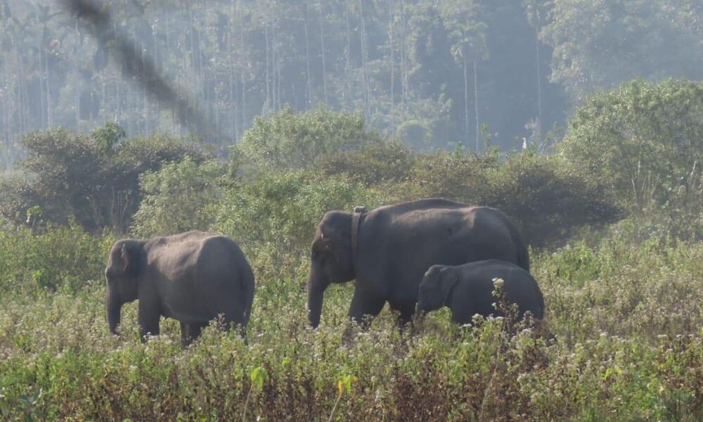 three elephants walk among the grasses in Assam India