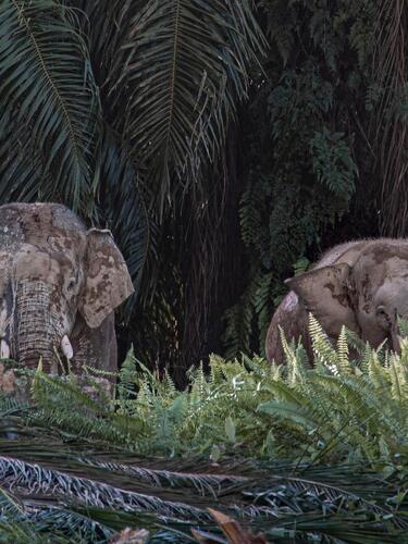 A group of Asian elephants captured via camera trap at night in Malaysia