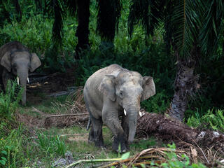 Bornean elephants emerge from an oil palm plantation at Sabah Softwoods in Sabah, Borneo on 28 March, 2019.