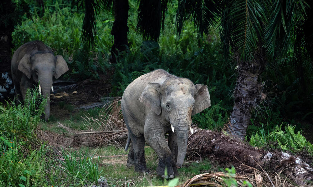 Bornean elephants emerge from an oil palm plantation at Sabah Softwoods in Sabah, Borneo on 28 March, 2019.