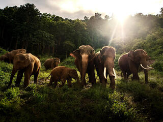 Asian elephants in Thailand