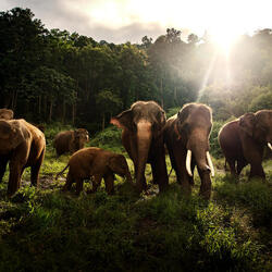 Asian elephants in Thailand