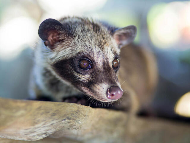 face of Asian palm civet