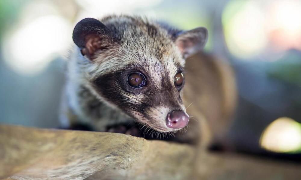 A close-up of an Asian palm civet's masked face and snout