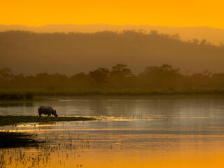 An Asian rhino (Rhinoceros unicornis) drinks by the waters edge at sunset. Kaziranga National Park, India.