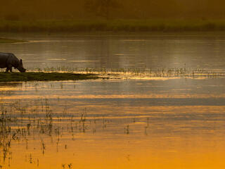 An Asian rhino (Rhinoceros unicornis) drinks by the waters edge at sunset. Kaziranga National Park, India.
