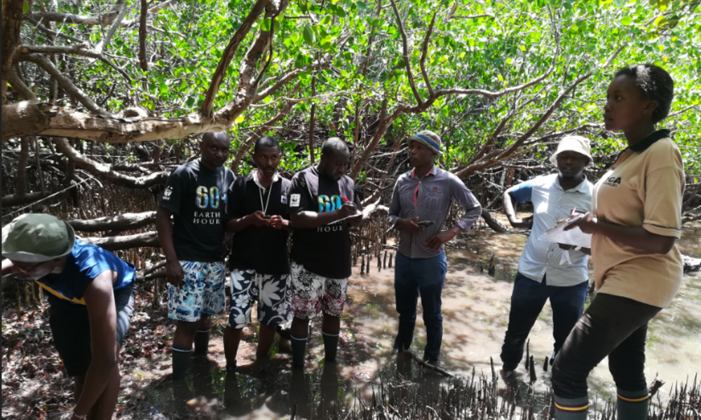 A group assesses mangroves in Kenya