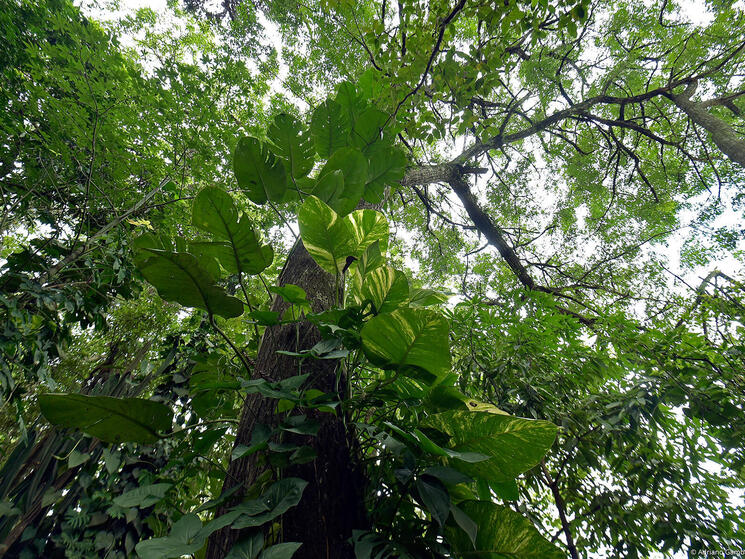Looking upward at a tree in the Atlantic Forest