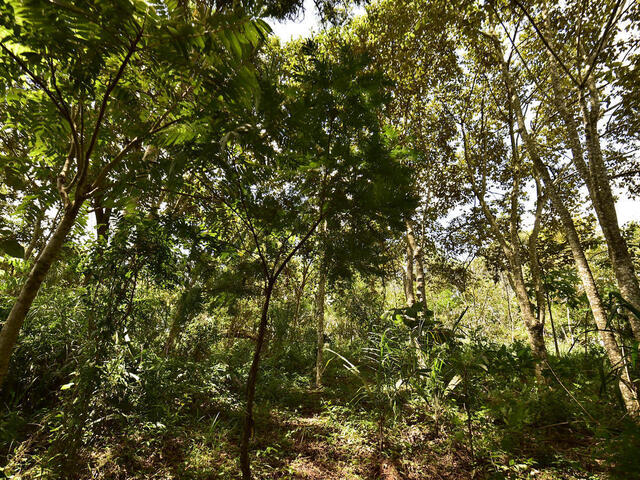Tree canopy in Atlantic Forest, Brazil