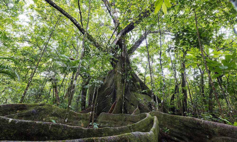 Brazil's Atlantic Forest will change more in the next 50 years than at any  time since the last ice age