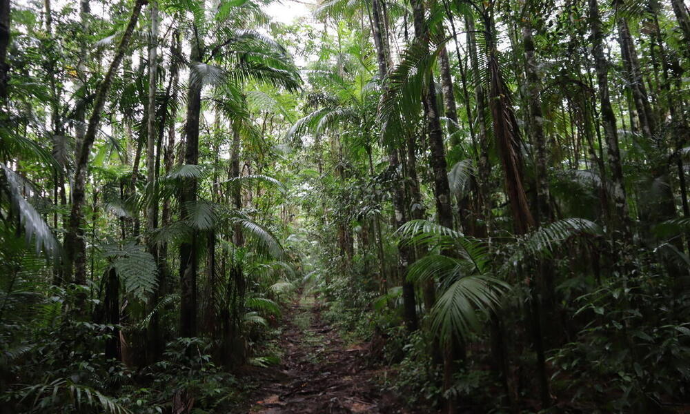 a dirt pathway through a lush green rainforest