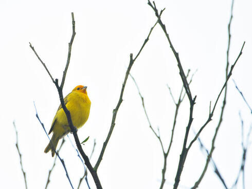 Yellow bird perched on branch