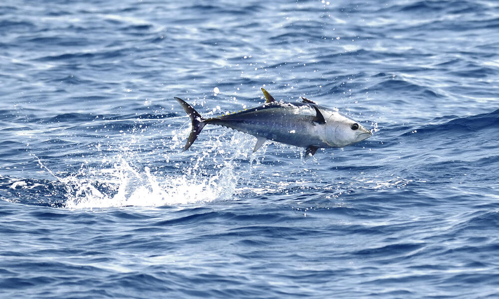 Bluefin Tuna Species WWF