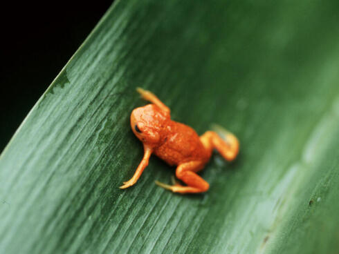 Red orange tree frog on a leaf