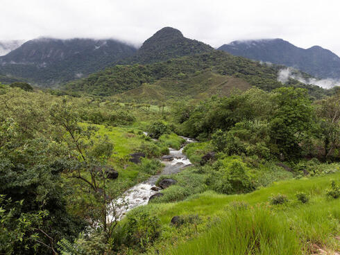 A stream through lush green landscape