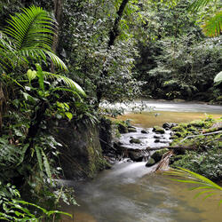Stream of water surrounded by forest at Figueira trail, Carlos Botelho State Park, São Paulo, Brazil.