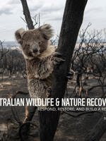 Australia Bushfire Fund Report - November 2020 Brochure