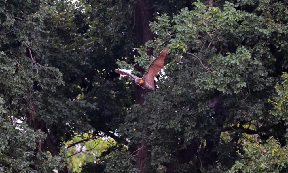 A flying fox mid-flight gliding between treetops in a leafy forest