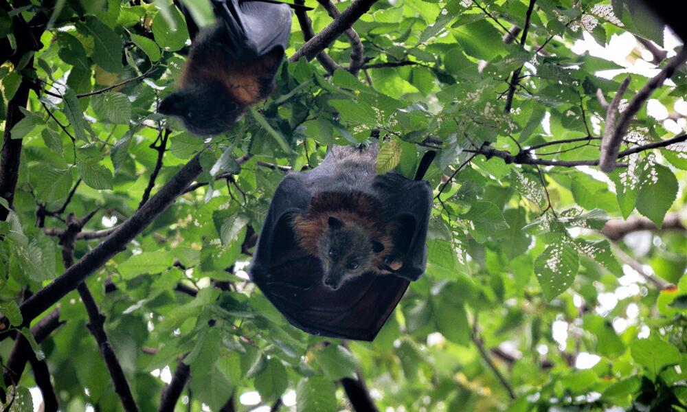 Two flying foxes hang upside down in the treetops, one looking at the camera