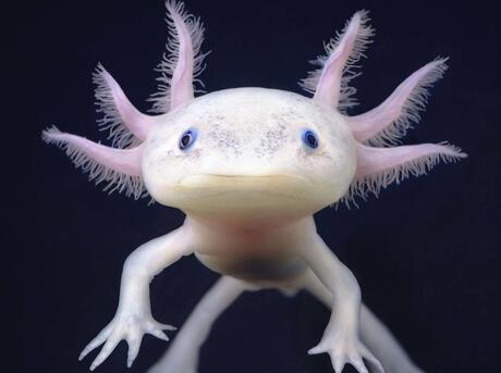 Pink axolotl up close against a black background