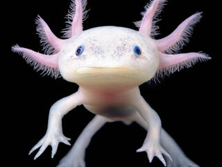 Pink axolotl up close