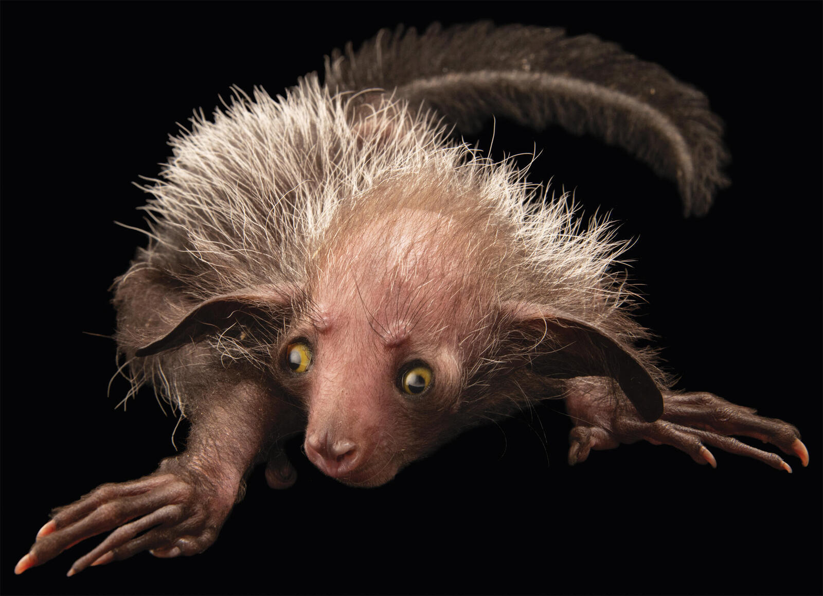 With its big eyes, bushy tail and sensitive ears, the aye-aye may