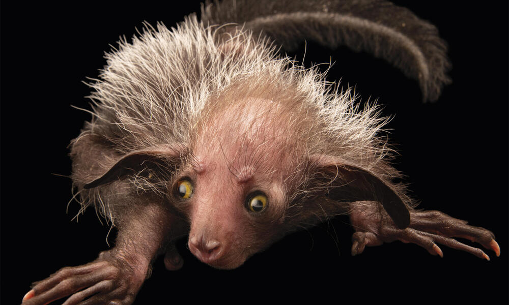 Meet the aye-aye, the world's weirdest primate | Magazine Articles | WWF