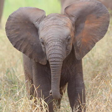 Baby African bush elephant facing the camera