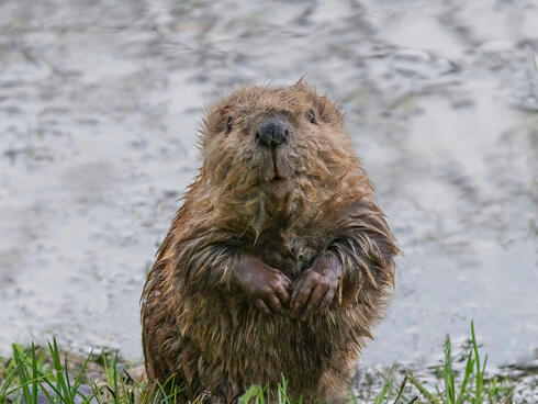A baby beaver stands up in the water and looks at the camera