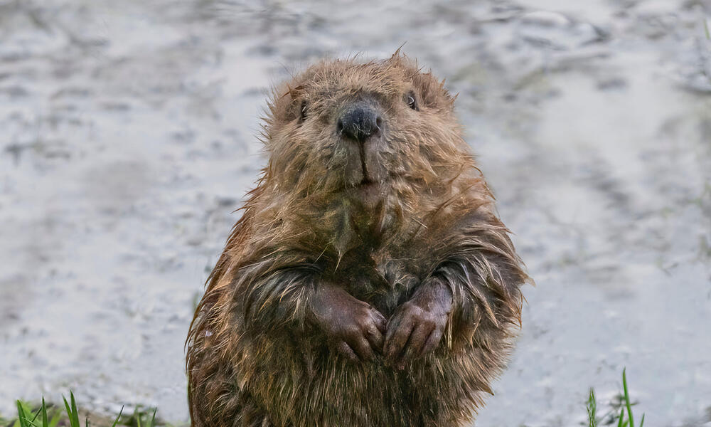 Beaver Dams: Nature's Solution for Freshwater Habitat Restoration