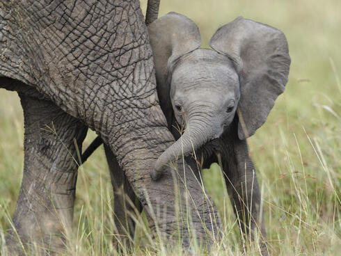 A baby elephant wraps its trunk around its mother's leg