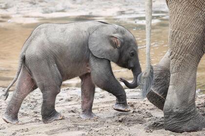 A baby elephant walks in the mud up to its mom