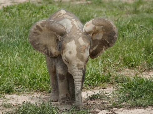 A baby elephant stands in bright green grass