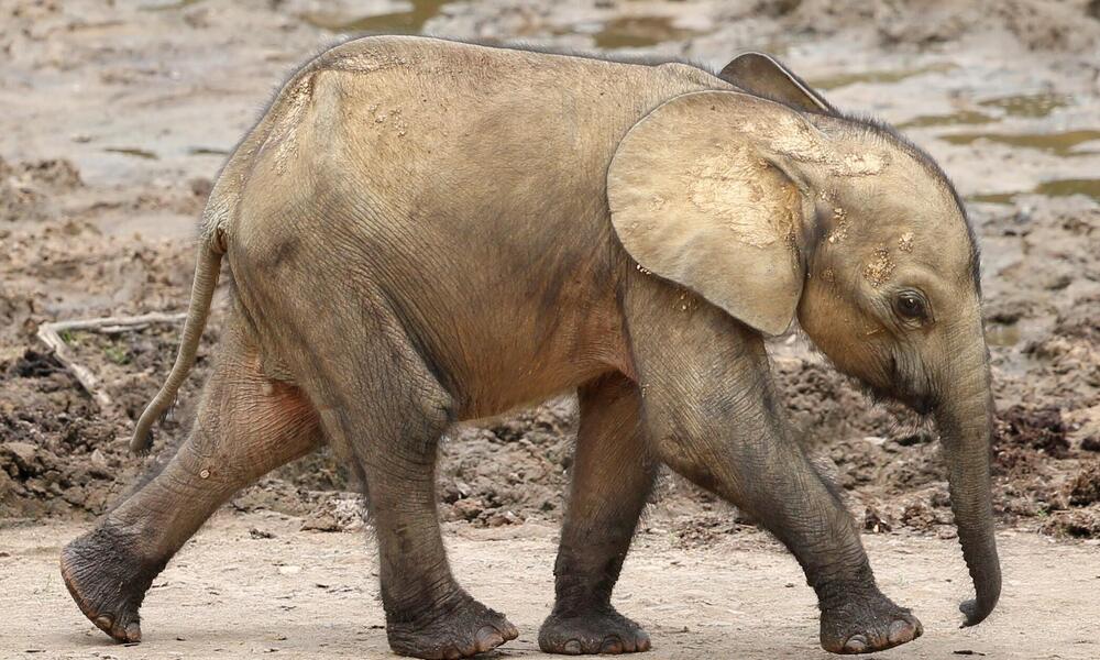 A baby elephant walks through the mud