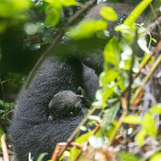 A mother gorilla holds her new baby in the forest