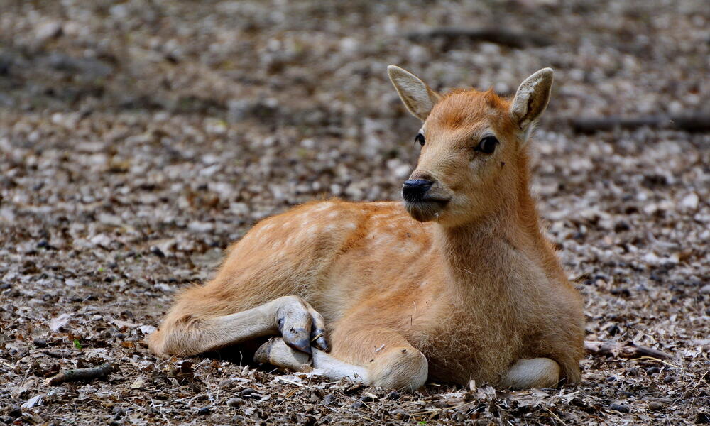 Baby Pere David's Deer