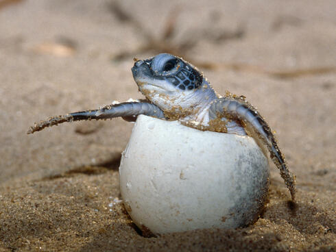 baby sea turtle coming out of egg