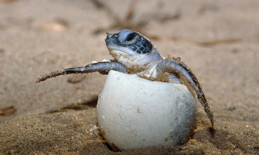 Controlling sand temperatures for sea turtles in the Choco region of  Colombia | Pages | WWF