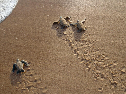 baby sea turtles walk toward the ocean