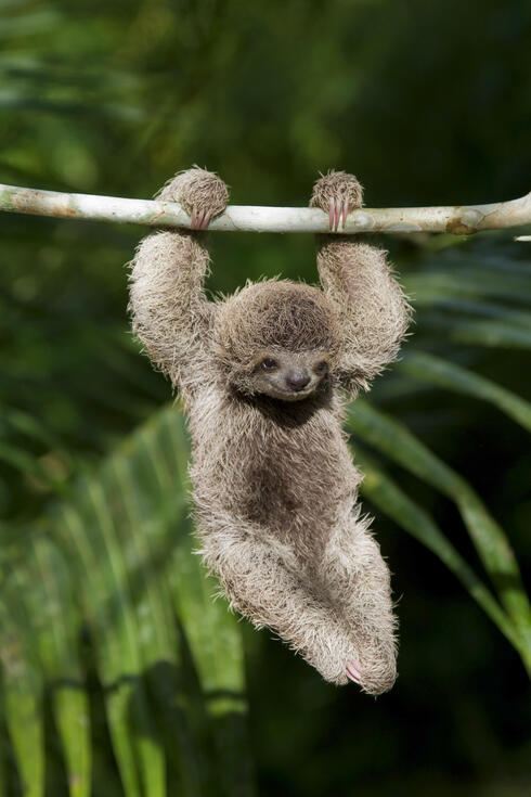 baby sloth hanging