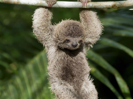 baby sloth hanging