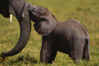 baby elephant