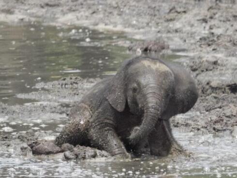 A baby elephant rolls in the mud